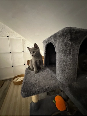 Liebevolle Russisch Blau Kitten suchen ihr Zuhause Bild 5