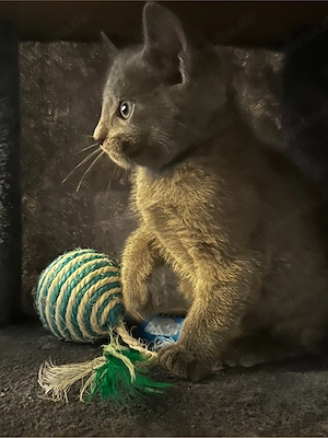 Liebevolle Russisch Blau Kitten suchen ihr Zuhause