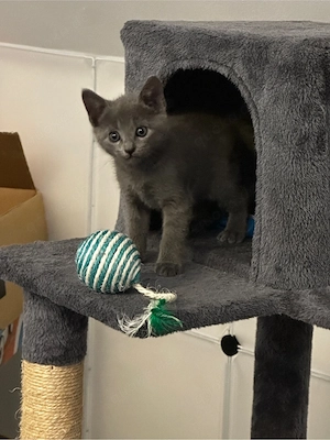 Liebevolle Russisch Blau Kitten suchen ihr Zuhause Bild 7