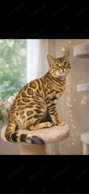 Bengal Babys vom Champion