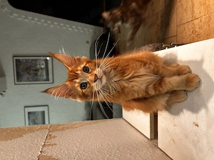 Maine Coon mit Stammbaum.