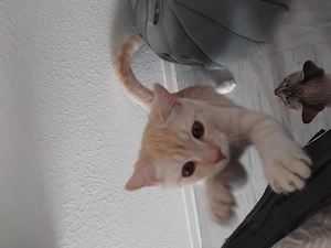  liebevolle Kater und Katze nur zusammen abzugeben 