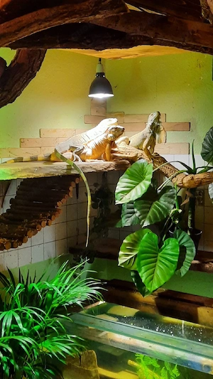 Suche Leguan Mädchen