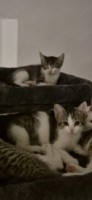 Babykatzen Geschwisterpaar