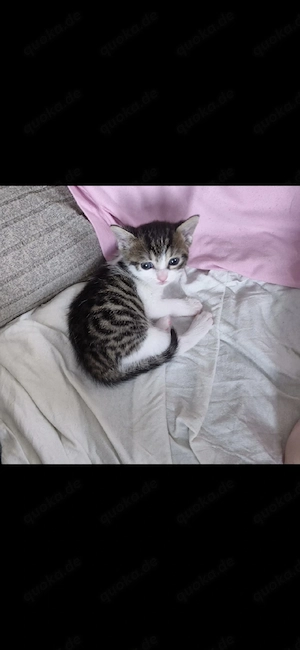 Babykatzen mit Mama