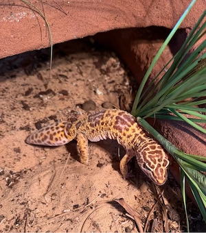 1.0 Leopardgecko Männchen.