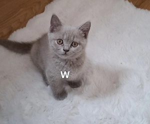 Wunderschöne Britisch-Shorthair-Kitten in Lilac suchen ein liebevolles Zuhause. 