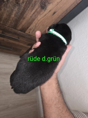 Wunderschöne Rottweiler Mischlinge 