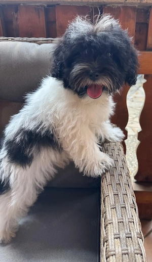 Super liebe Maltipoo Hündin 