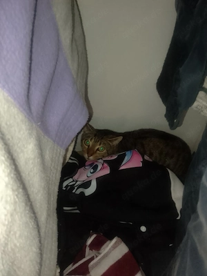 Mir vermissen unzer kater er ist auch Zeit dem 20.8wek 