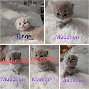Britisch Langhaar Kitten 