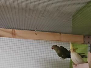 vier Vögel suchen ein neues zu Hause