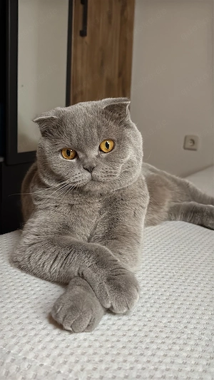 BKH Kater sucht liebevolles Zuhause