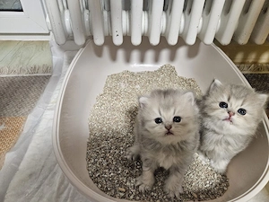 BHK Kitten Bild 3