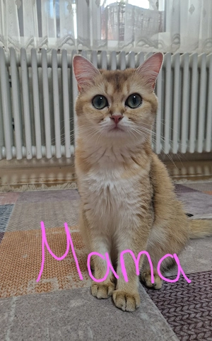 BHK Kitten Bild 6