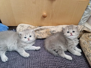 BHK Kitten Bild 4