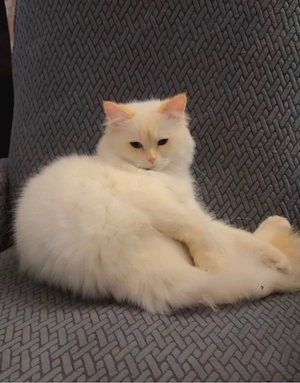 Abel sucht kuschelplatz