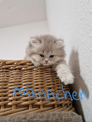 BHK Kitten Bild 2