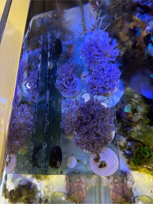 Xenia Umbellata, Palythoas, Discosoma Korallen Anemonen Meerwasser Aquarium 