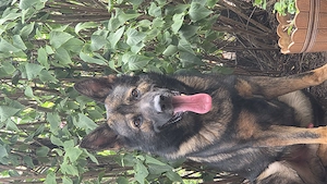 Deutscher Schäferhund 