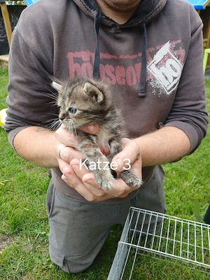 Kitten Katzenbabys