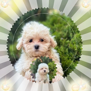 Maltipoo Welpen