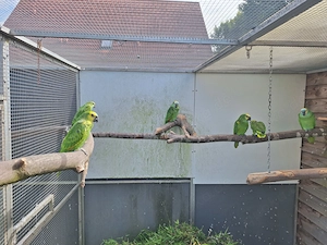 Blaustirnamazonen 