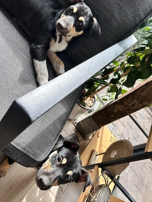 Süße Jack-Russel-Mix Welpen.