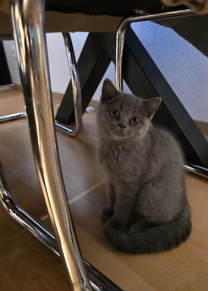 Britisch Kurzhaar kitten