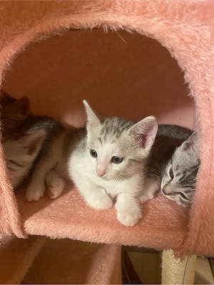 7 süße Katzenbabys & ihre Mama suchen ein liebevolles Zuhause