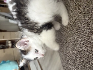 Kitten mix langhaarig 