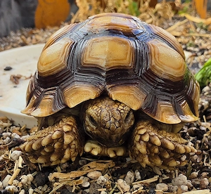 Spornschildkröte männlich mit Herkunftsnachweis