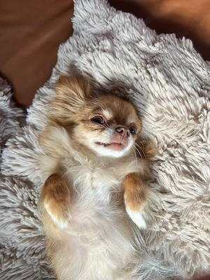 Chihuahua Mädchen