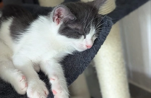 Kitten Katze BKH Kitten 