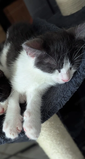 Katze kitten BKH Kitten 
