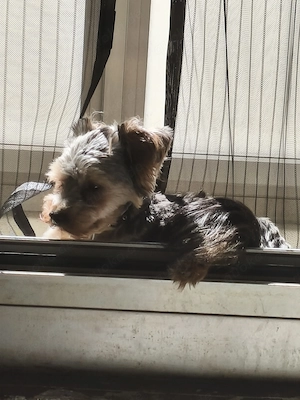 Yorkshire Terrier sucht Dich 