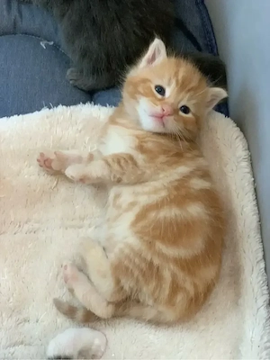 Maine Coon Mix Kätzchen Kitten Babykatze