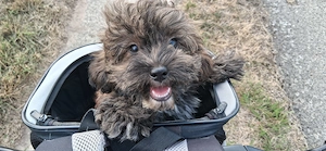 Havapoo Havaneser Toypudel  Cockapoo ähnl.Maltipoo