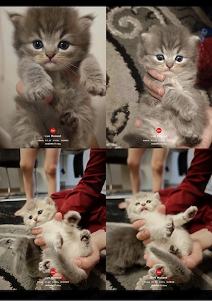 kitten suchen bald ein liebvolles zuhause 