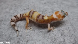 Leopardgecko 2026 Männchen Weibchen