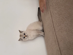 Unser kleiner Kater sucht ein liebevolles Zuhause 