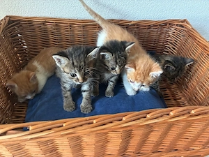 Babykatzen Kitten Junge Katzen