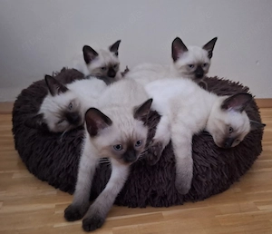 Siamkitten