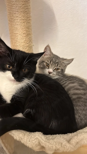 katzen suchen Zuhause 