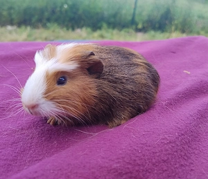 Meerschweinchen Bock Böcke Männchen Auswahl 