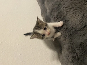 Ein kitten ist noch da 