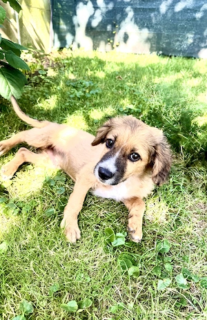 Toller kleiner Willi sucht ein Zuhause 