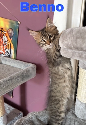 Maine Coon Kitten ab September 2026