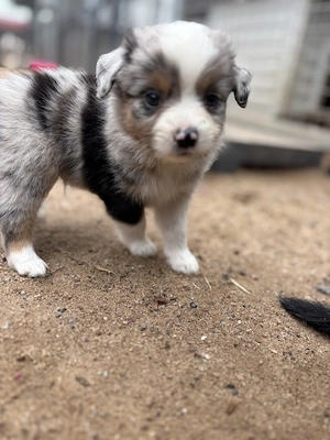 Unsere kleinsten - Mini Australian Shepherd suchen ab 08.09.2026 ihr 5-Sterne-Zuhause