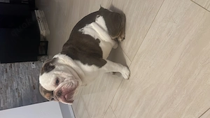 Englische Bulldogge  Bild 7